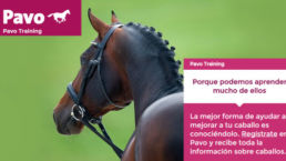 pavo-Aprende-de-Caballos