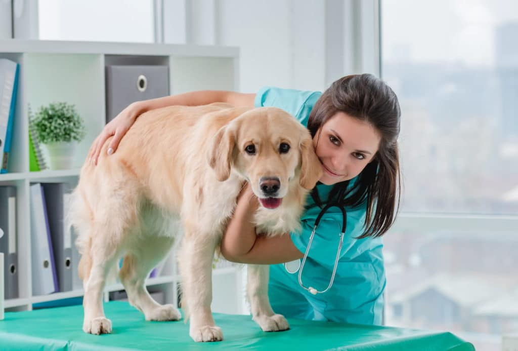 marketing para clínicas veterinarias